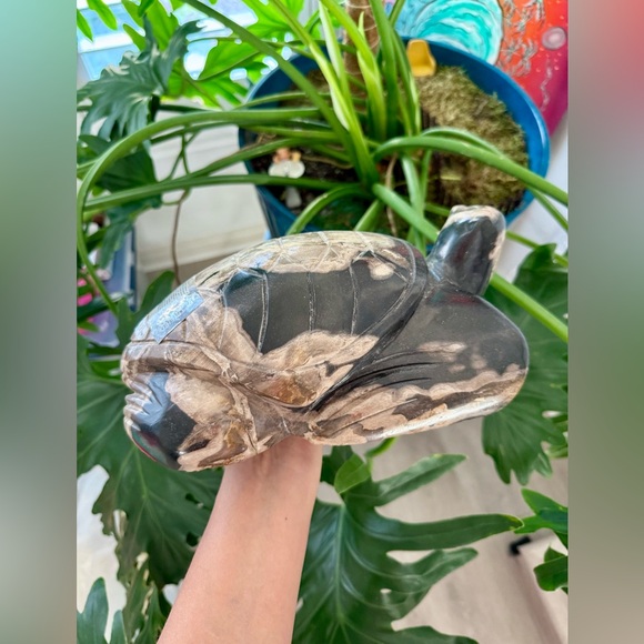 Petrified Wood Turtle - Picture 4 of 10